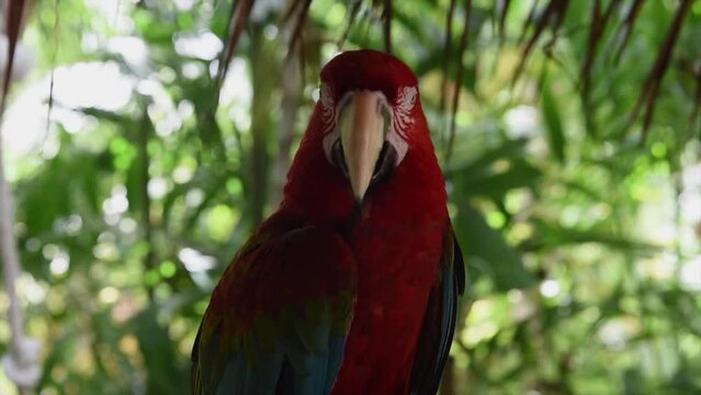 colorful parrot on an island in the phillipines