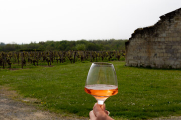 Verre de vin rosé tenu devant un vignoble