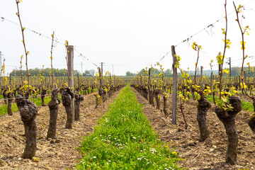 Vignoble proche de Saumur