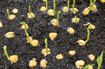 Germination de pois