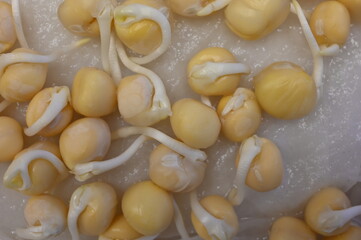 Germination de pois protéagineux