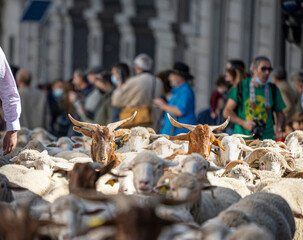Transhumance festival in the city of Madrid, with thousands of sheep walking through the city center