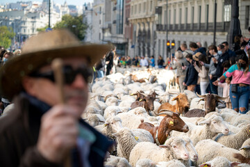 Transhumance festival in the city of Madrid, with thousands of sheep walking through the city center