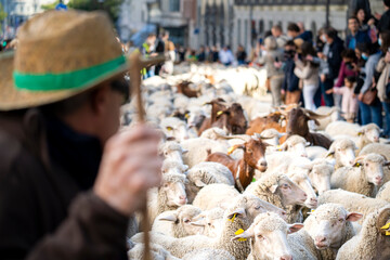 Transhumance festival in the city of Madrid, with thousands of sheep walking through the city center