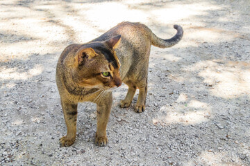 Beautiful cute cat with green eyes in tropical jungle Mexico.