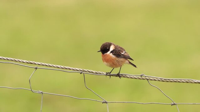 A male Common Stonechat (Saxicola rubicola) in a fench