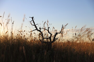reeds at sunset