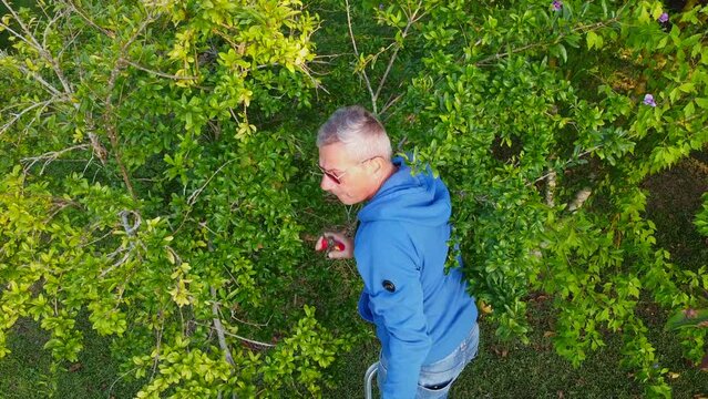 A man farmer harvests pomegranates, standing on a stepladder, and gives fruit to helpers. Family gardening business. Drone camera movement. IT, Borgagne, 6.10.2021 