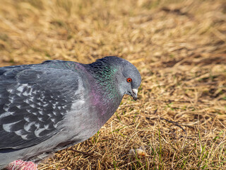 The head of a gray rock dove. Close-up.