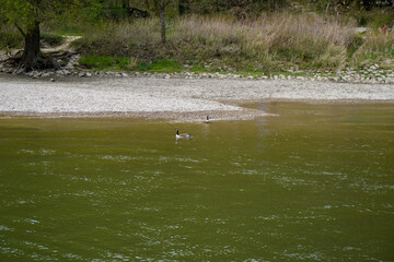 Danube breakthrough from Kelheim to Weltenburg monastery with rocks and the current of the Danube