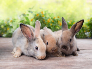 Three adoable baby bunny rabbits sitting together over blurry background.