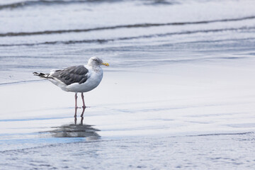 Young Slaty-backed gull walking along the shore