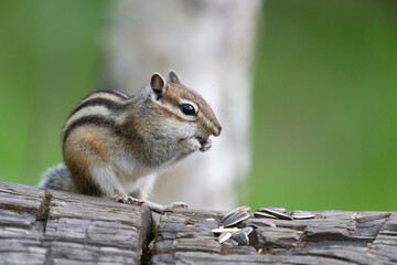Chipmunk sits on a log close up. Russia, Buryatia