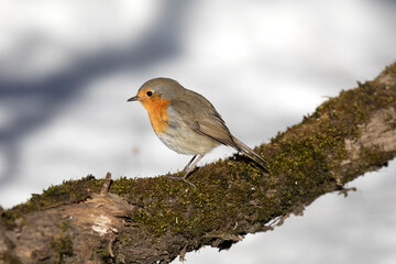 Robin bird sits on a tree branch