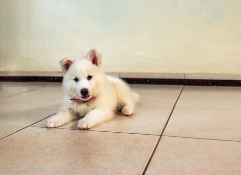 rusky, white dog, cub dog, puppy, white pet