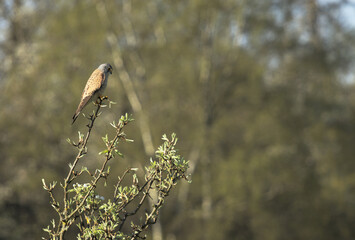 Common Kestrel perched on a branch