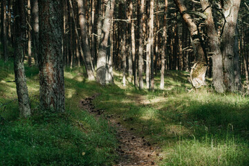 Path covered with cones and needles leading deep into green pine forest.