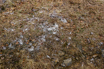 the hair of wild animals in a clearing near Wolf Mountain in the Ukrainian Carpathians