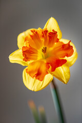 flower of daffodil  in vase