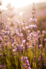 Beautiful image of lavender fields. Summer sunset landscape