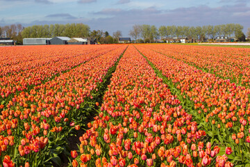 Fototapeta premium tulip field in the Netherlands