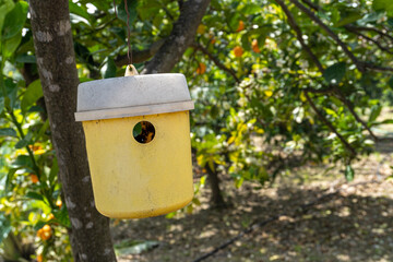 Ecological trap for flying insects, placed in an orange tree. 