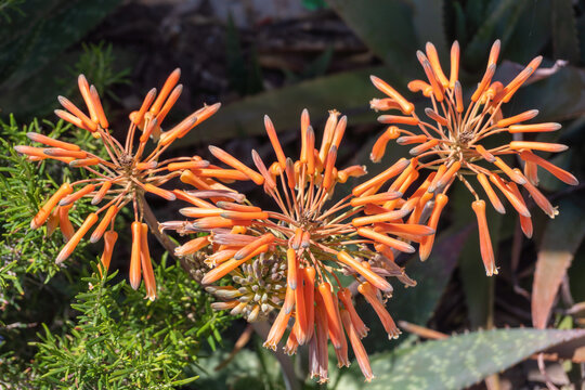 Aloe maculata flowers close-up. 