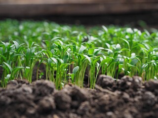 Small corinder sprouts have sprouted and are growing in the greenhouse in early spring. Green plant background. Close up, selective focus and blurred foreground.