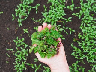 Women's hands hold the first spring sprouts of mint against the background of shoots of cilantro grass in the garden. Useful natural herbs.
