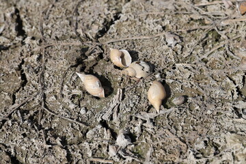 Fototapeta na wymiar egg in the ground