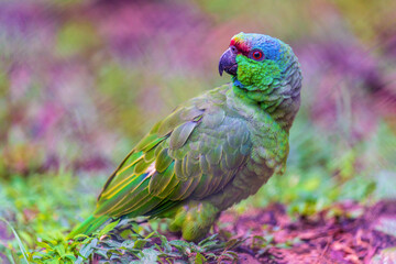 A colorful Amazon parrot