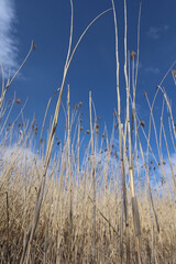 reeds on the beach