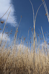 reeds in the water