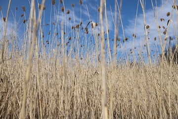 reeds in the water