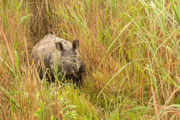 The famous one horned Rhino at Garumara National Park, West Bengal, India.