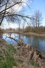 river in the forest