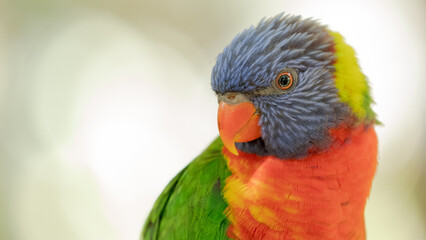 Loriquet à tête bleue 