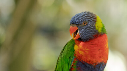Loriquet &agrave; t&ecirc;te bleue 