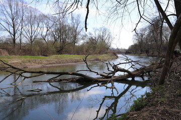 tree in the water