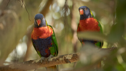 Loriquet à tête bleue 