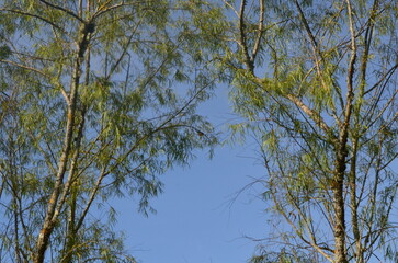 Obraz premium Azul y verde