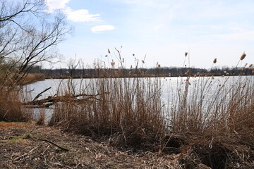 reeds in the water