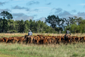 cattle farm moved as a herd to the side of the route