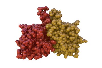 Space-filling molecular model of fibroblast growth factor 20 dimer isolated on white background. Rendering with differently colored protein chains based on protein data bank. 3d illustration