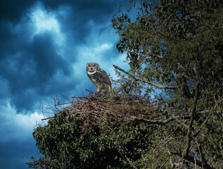 owl perched on the nest cloudy sunset sky-
