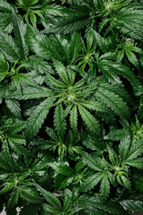 Cannabis CBD plant close up. Layout of fresh marijuana leaves, blooming bush background, top view, flat lay. Hemp recreation, legalization concept.