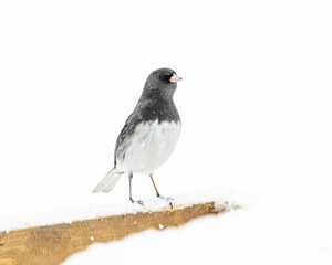 Dark-eyed Junco (Junco hyemalis) in snow, Winnipeg, Manitoba, Canada.