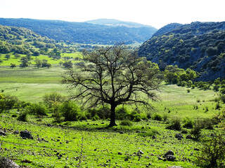 ARBOL SPRING