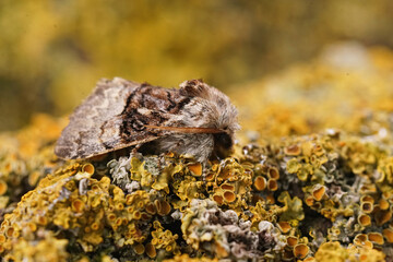 Closeup on a nut-tree tussock moth, Colocasia coryli sitting on a yellow lichen covered wood