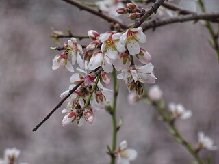 Nice flowers in the park